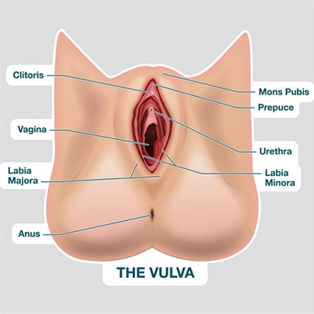 Penis And Vulva 81